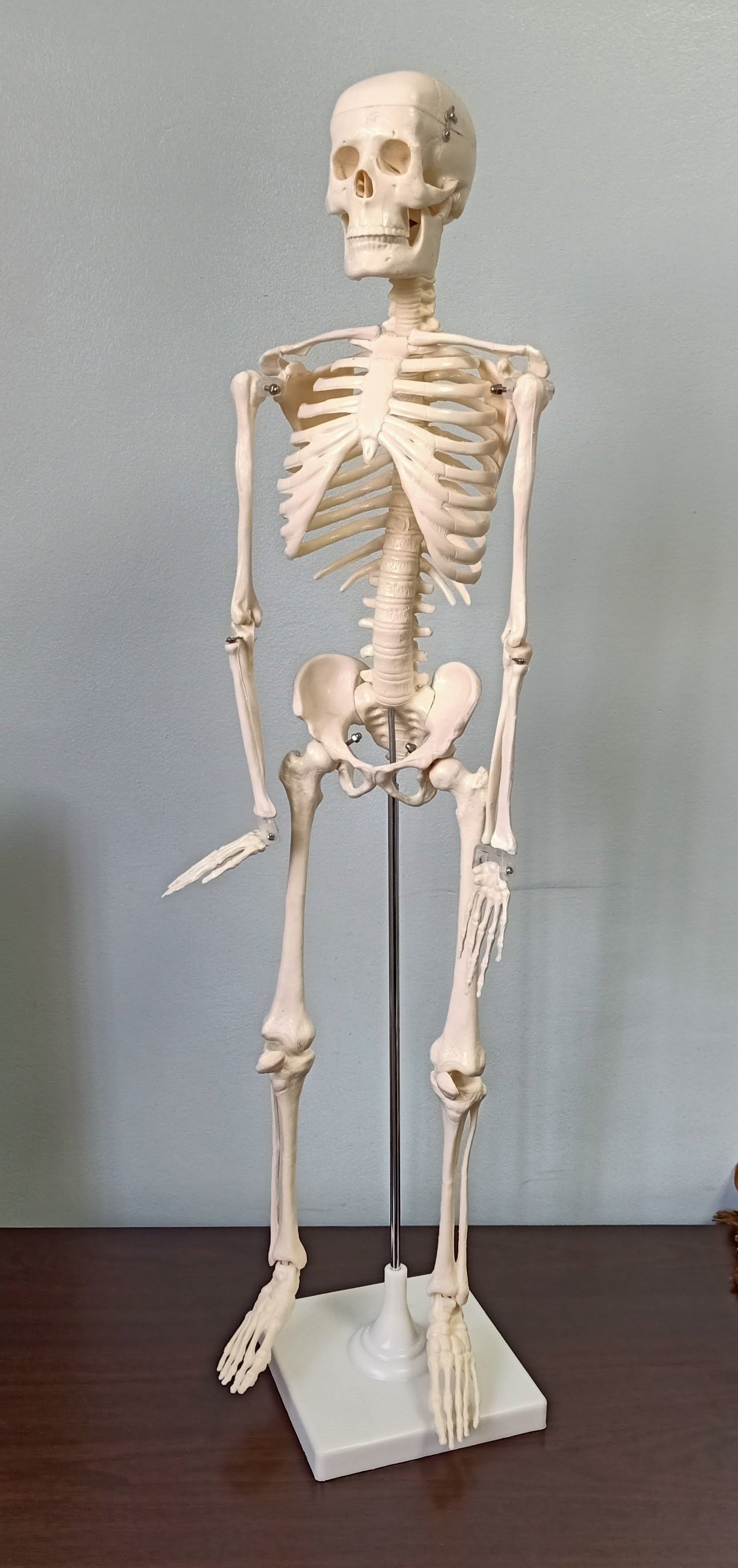Le squelette humain, taille 80 cm